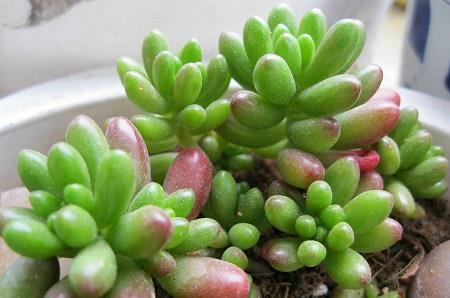 Hongzhi Jade Plant