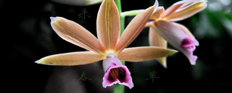 Cultivation methods of Heding Orchid