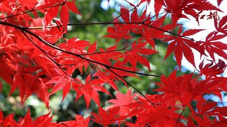 Red Maple Branch and Leaves