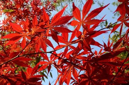 Chicken Claw Maple