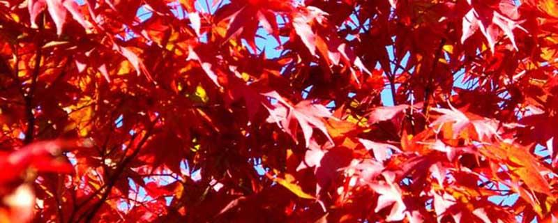 The difference between red maple and chicken claw maple, these four points can distinguish it!