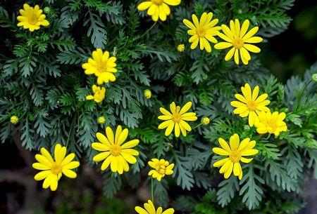 Blooming Rudbeckia