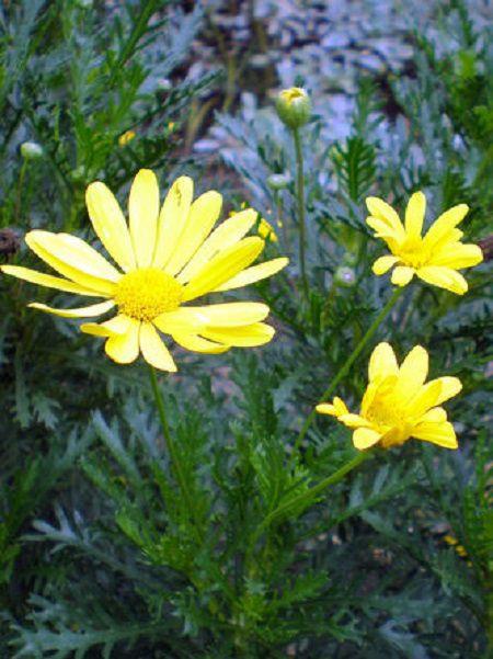 Rudbeckia