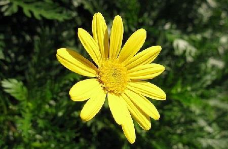 Chrysanthemum chrysanthemum