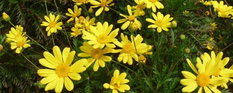 The difference between Rudbeckia and chrysanthemum