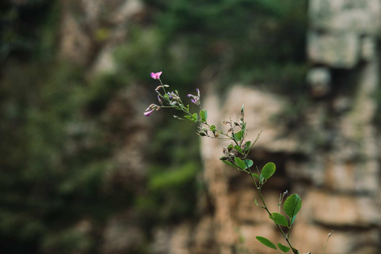 Lespedeza