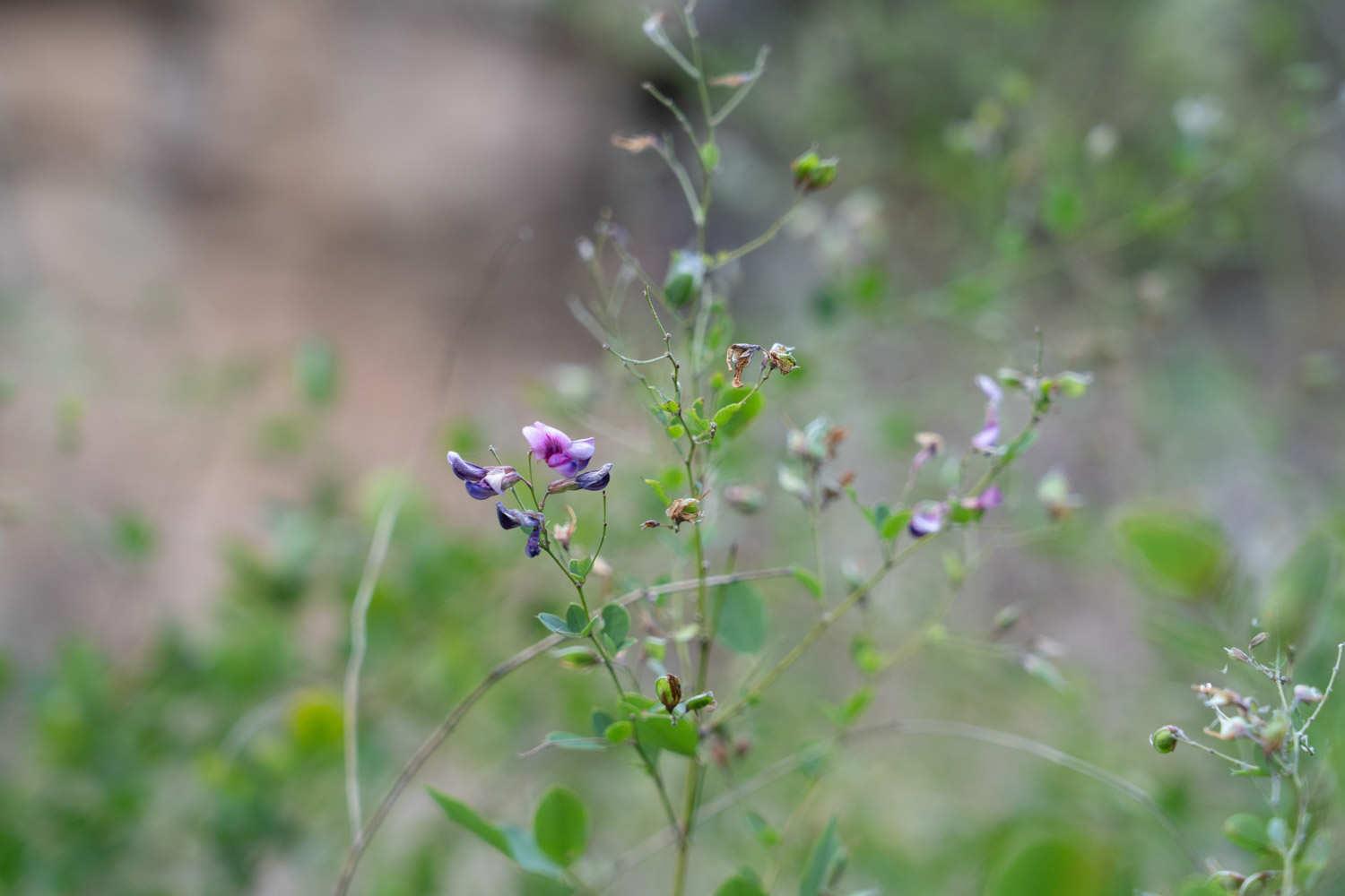 Lespedeza