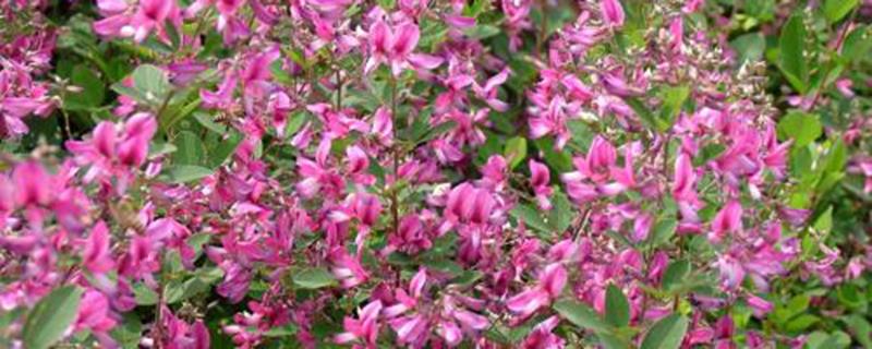 Lespedeza Cultivation Methods and Precautions