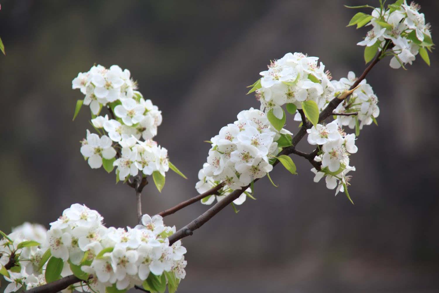 Pear Blossom