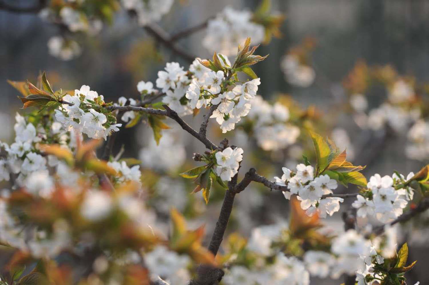 Pear Blossom