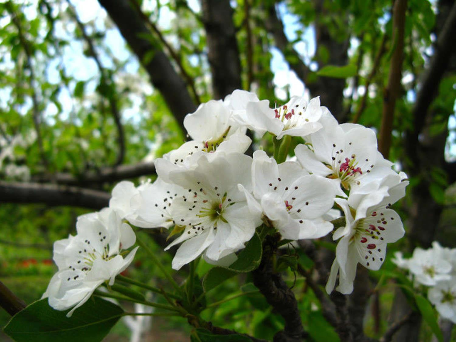 Pear Blossom