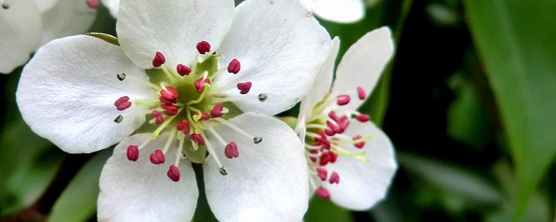 Famous varieties of pear flowers