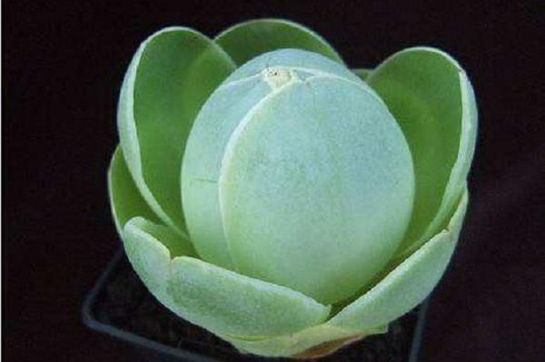 Ten kinds of plants with incredible shapes!