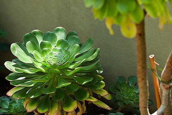 How to grow big-leaf lotus palm