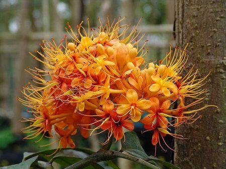 Flame Flower