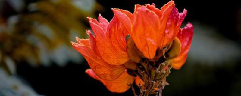 The difference between flame trees and flame flowers