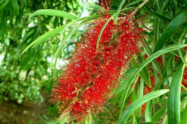 Melaleuca melaleuca cultivation methods and precautions