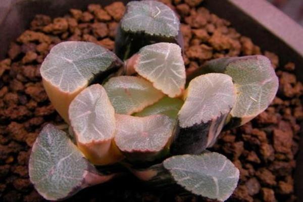 Why are succulents so expensive?