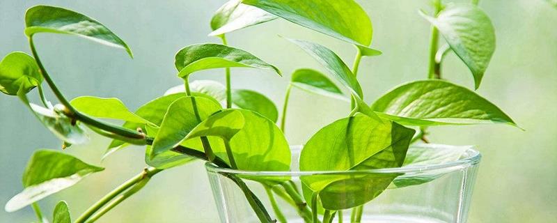 The difference between taro and pothos