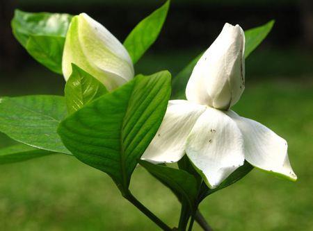 flower bud