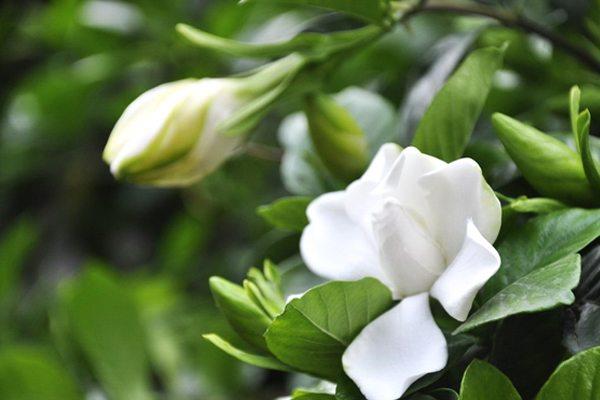 The difference between gardenia and white toad