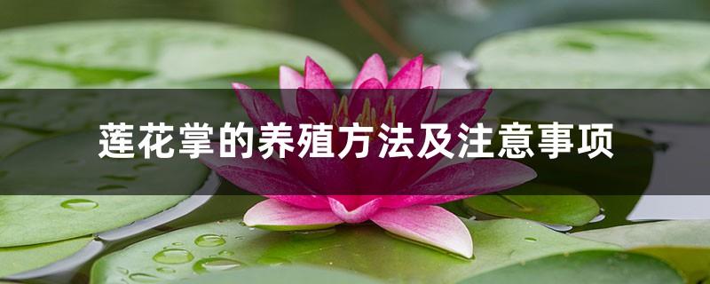 Lotus palm cultivation methods and precautions