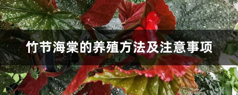 Cultivation methods and precautions of Bamboo Begonia