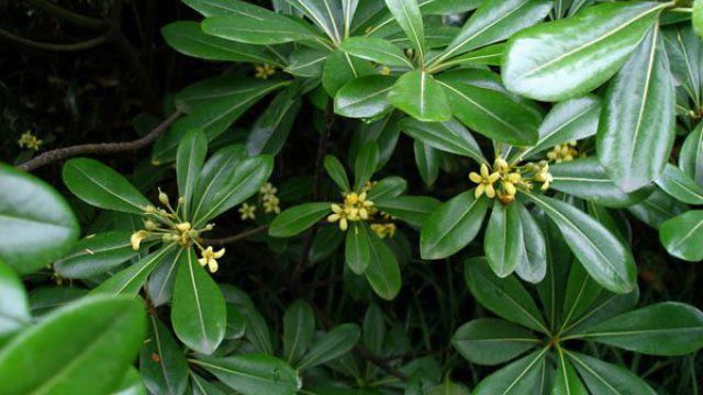 The difference between duck's foot wood and horse chestnut