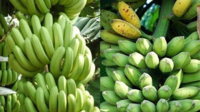 The difference between plantain and banana