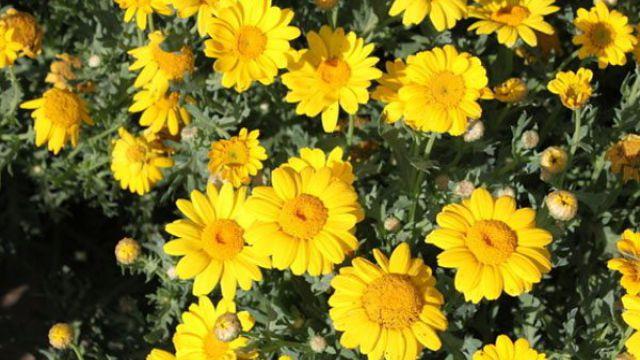 The difference between sunflower chrysanthemum and duixin chrysanthemum