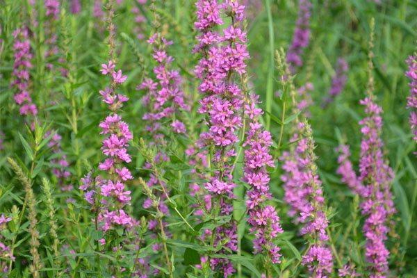 How to tell the difference between Phyllostachys sibiricum and Lavender