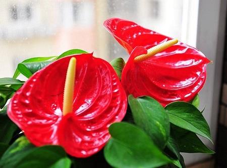 Anthurium