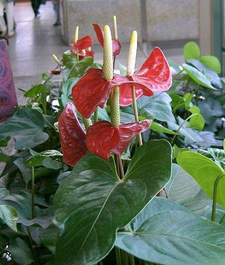 The picture above is the flamingo flower