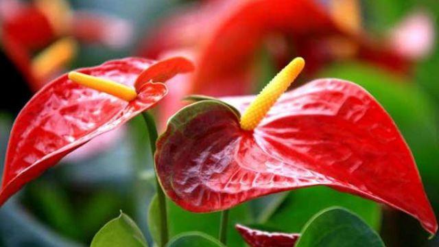 What is the difference between anthurium and anthurium