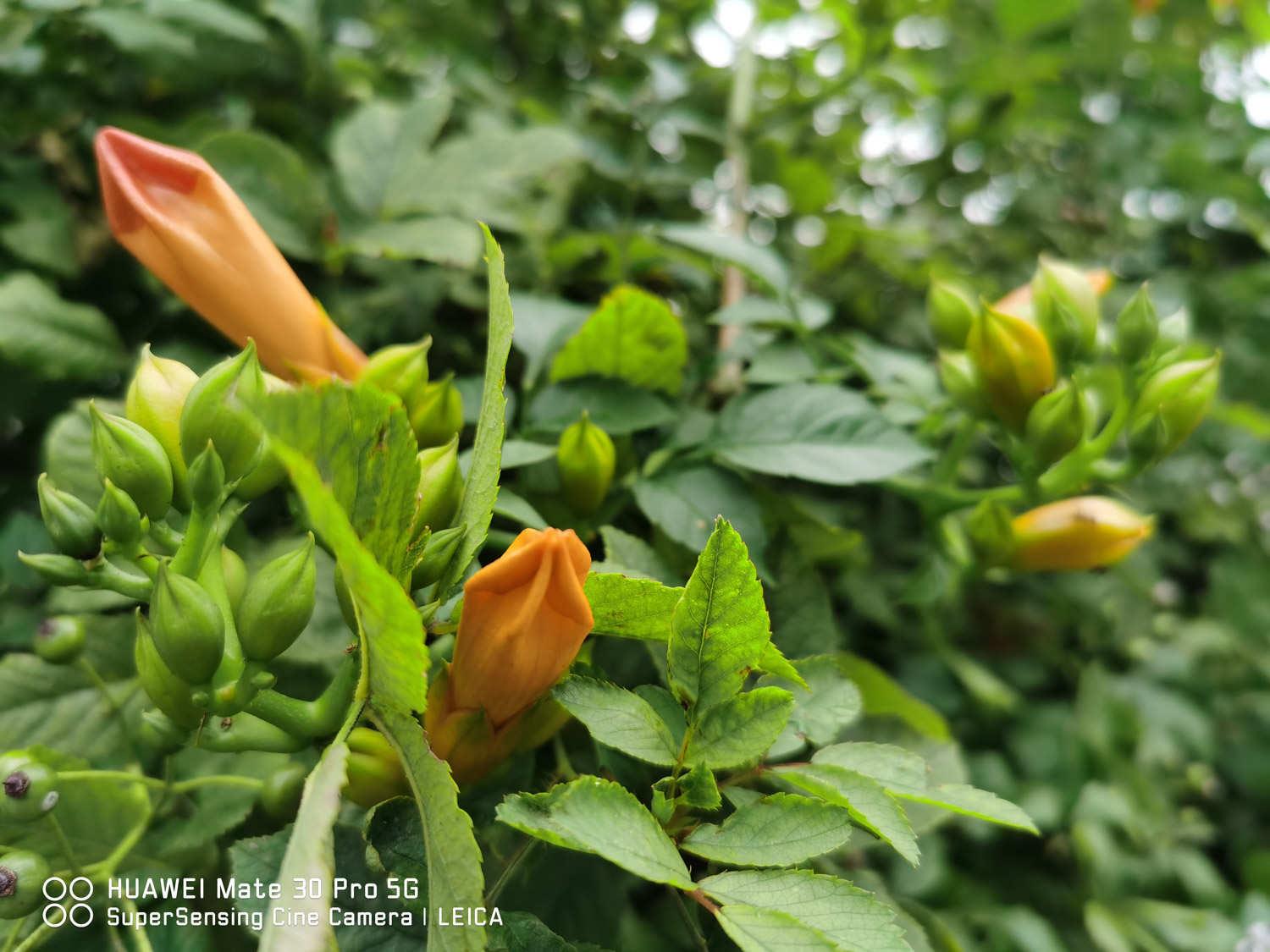 Lingxiao flower