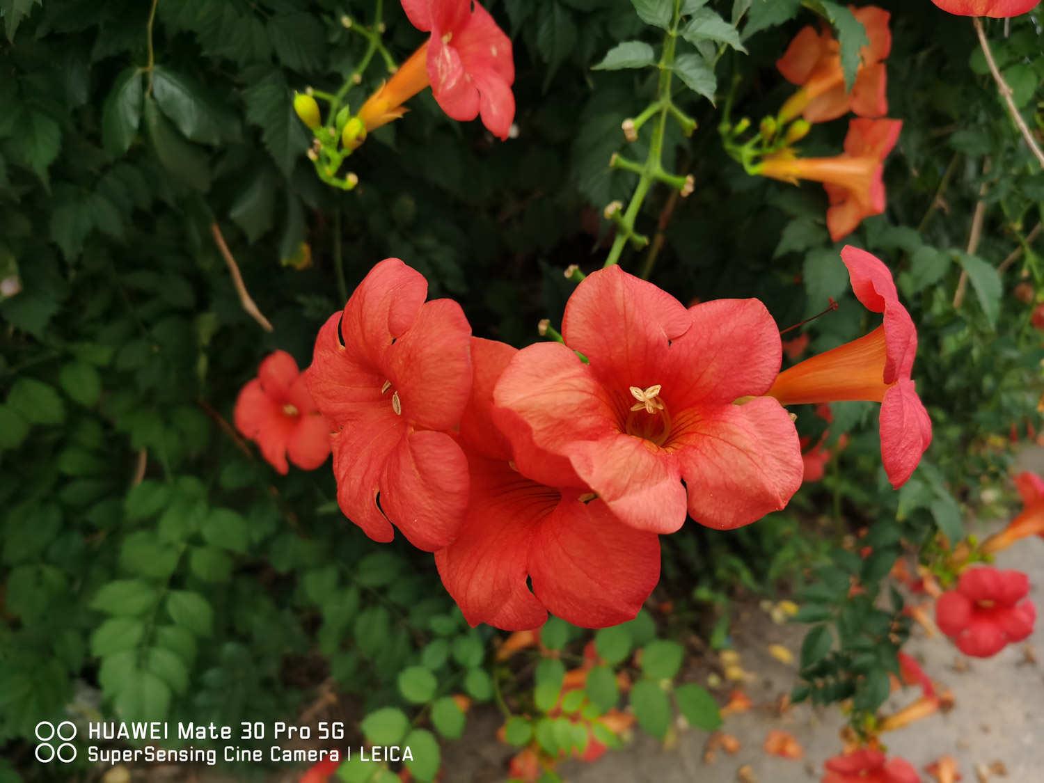 Lingxiao Flower