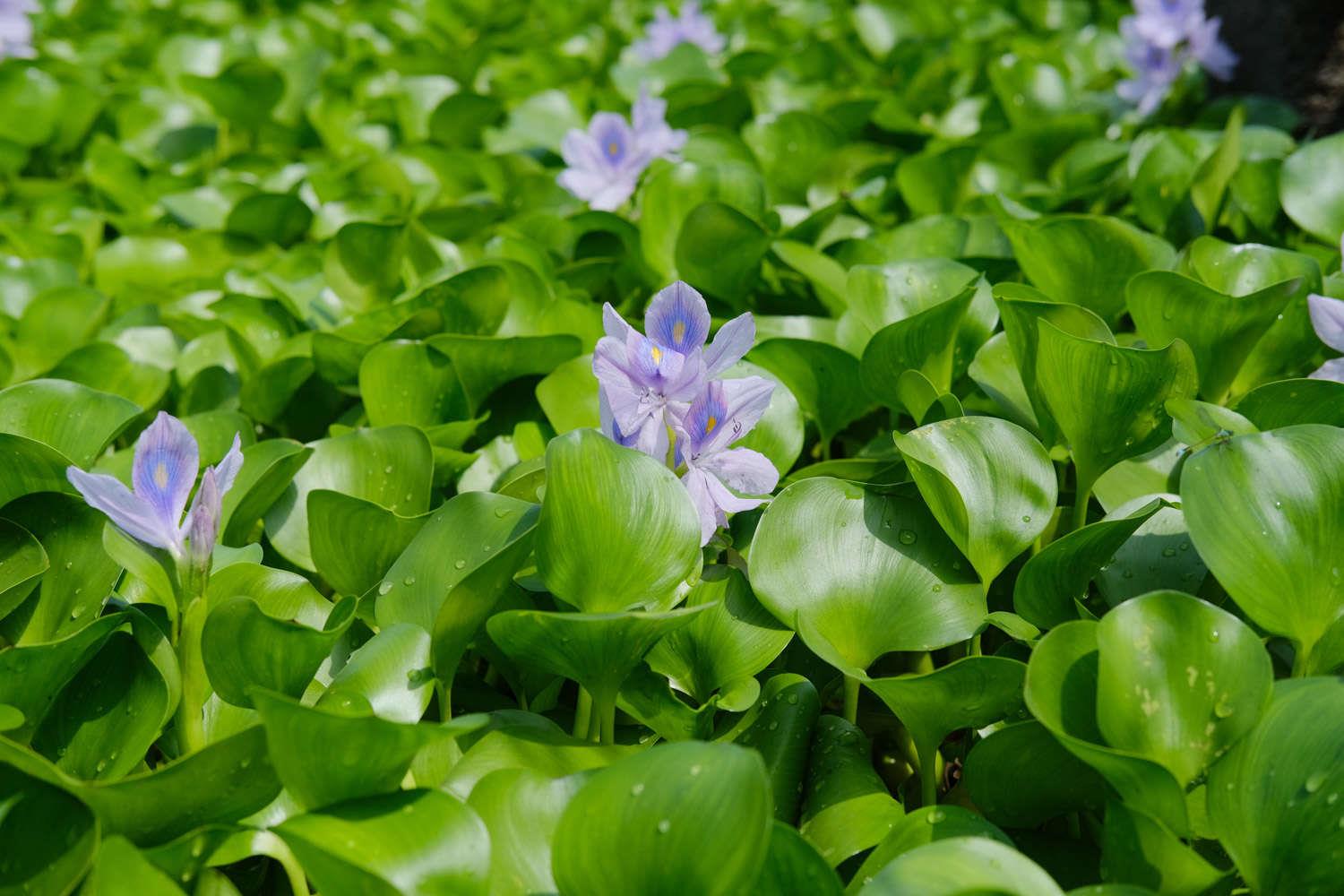 Eichhornia crassipes