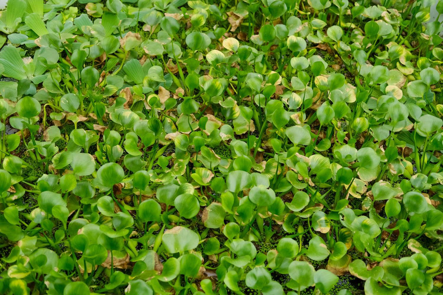 Eichhornia crassipes