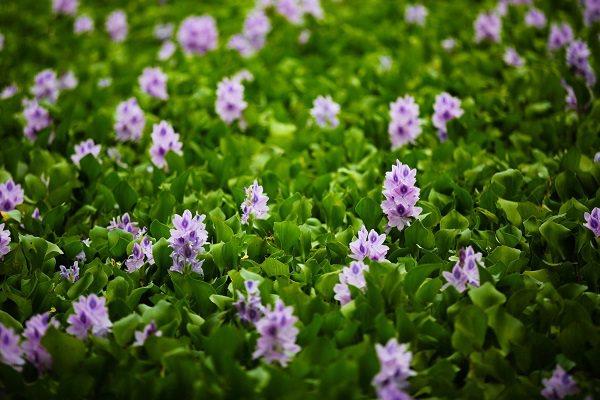 How to survive the winter with water hyacinth