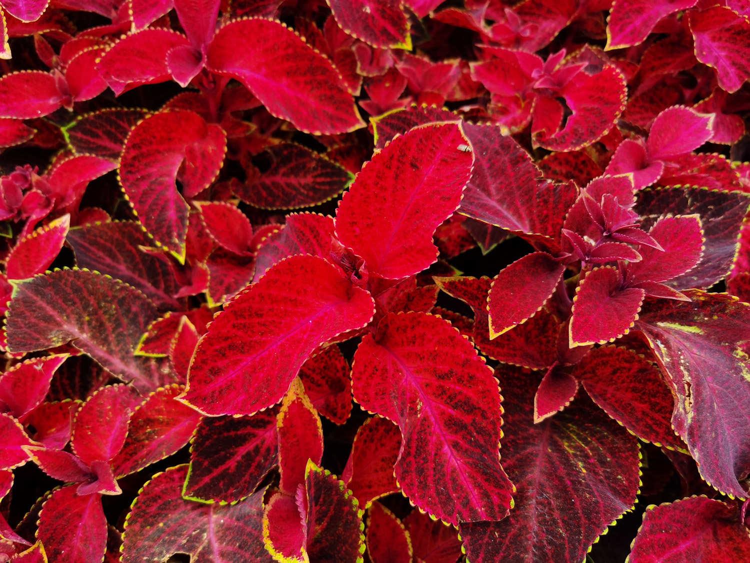 Coleus