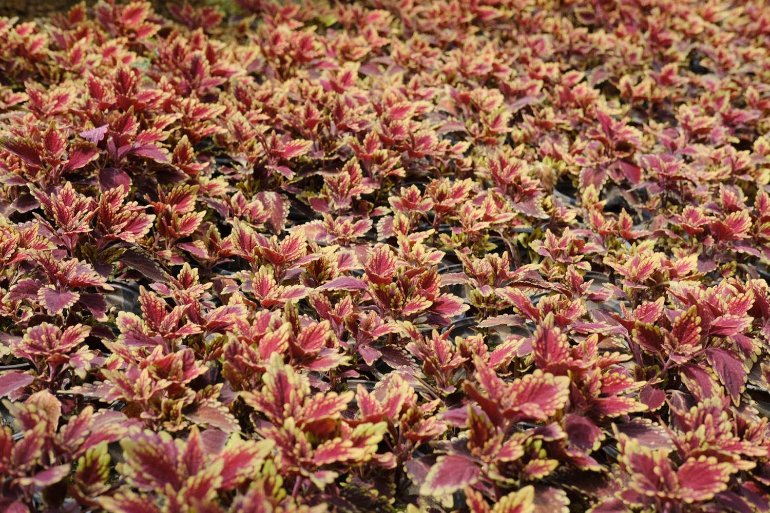 Coleus