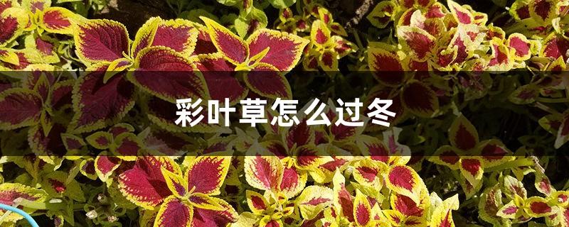 How to survive the winter with Coleus