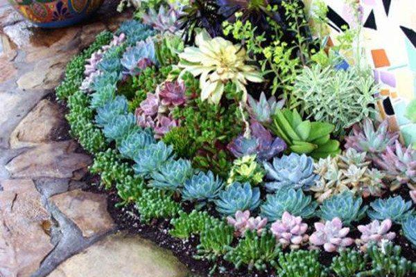 Your pot surface is bare with soil? It looks stunning with these plants!