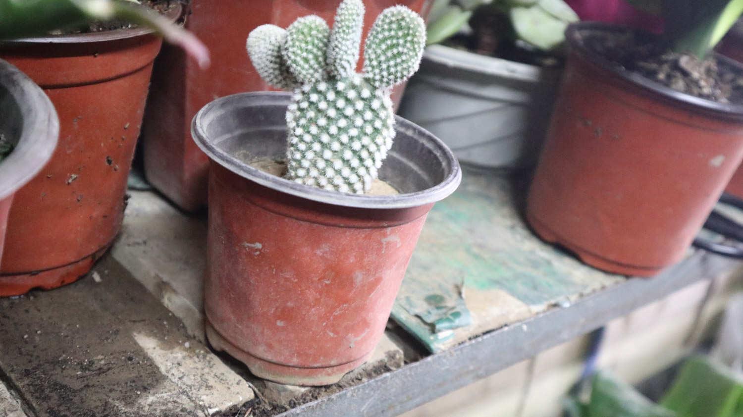 Cactus