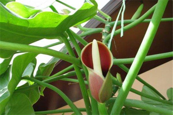 When does emerald philodendron bloom