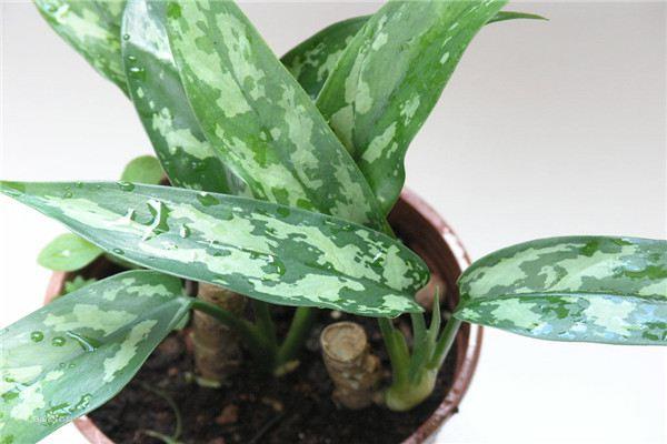 The difference between Dieffenbachia and Silver Queen