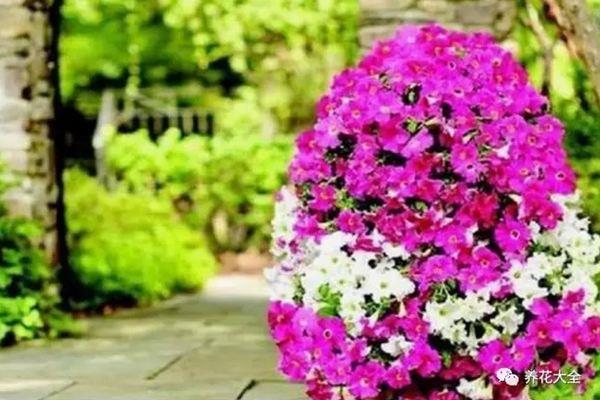 The neighbor used a colander to grow flowers, and the whole village lined up to see it!