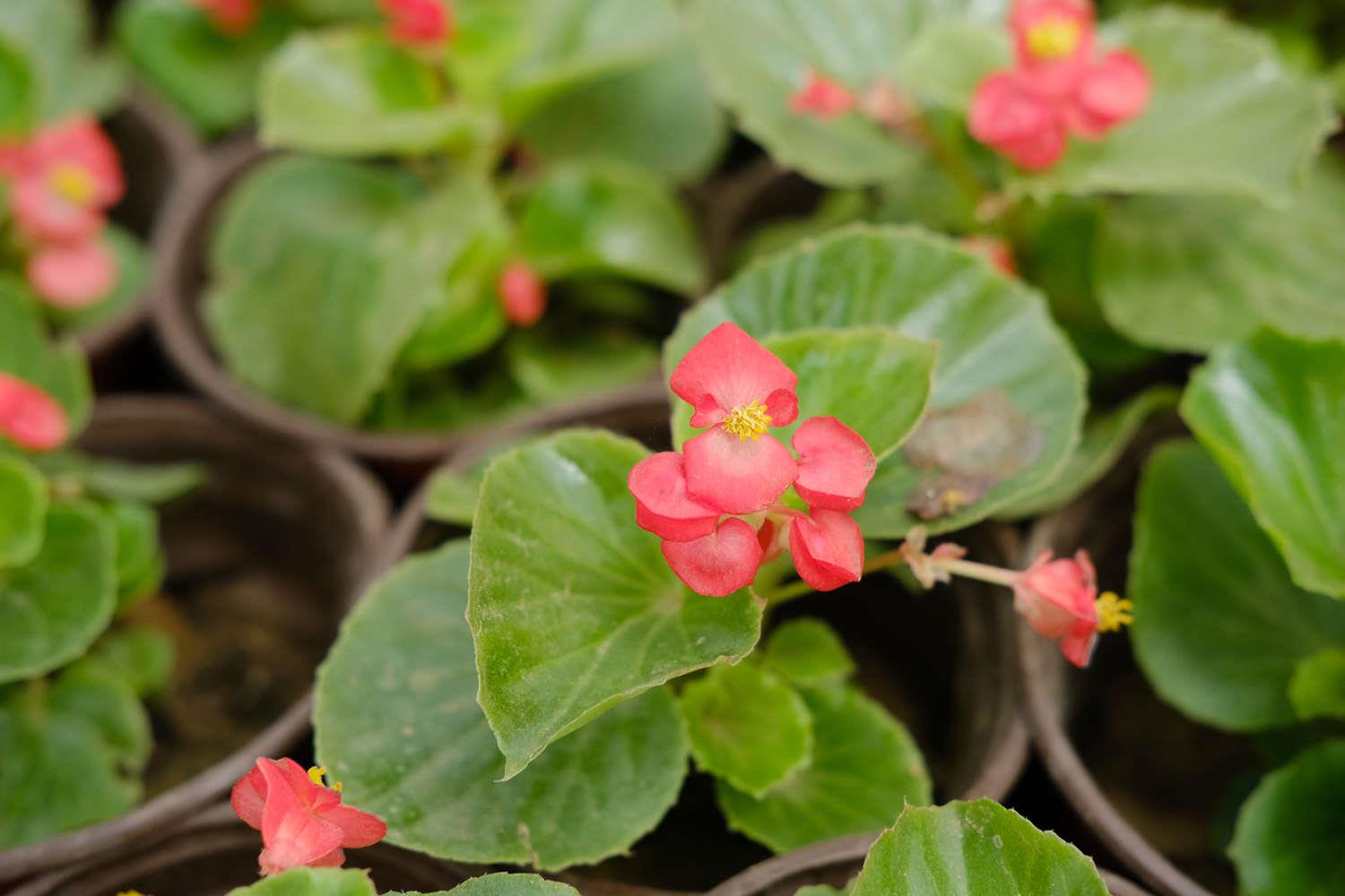 Four Seasons Begonia