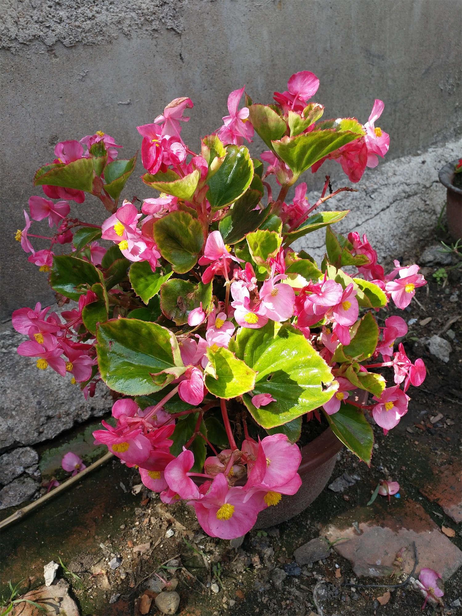 Four Seasons Begonia