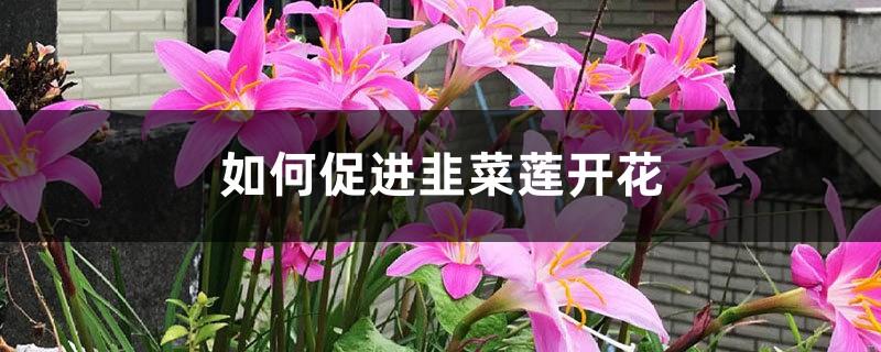 How to promote the blooming of leek lotus?